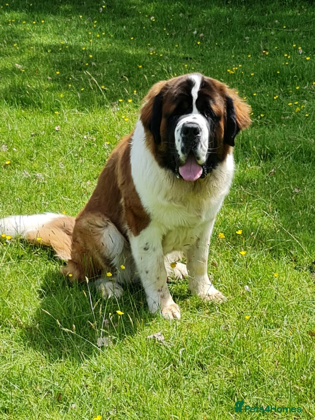 Saint Bernard dogs for stud: Outstanding KC reg saint Bernard for stud.  in Chester - Advert 13