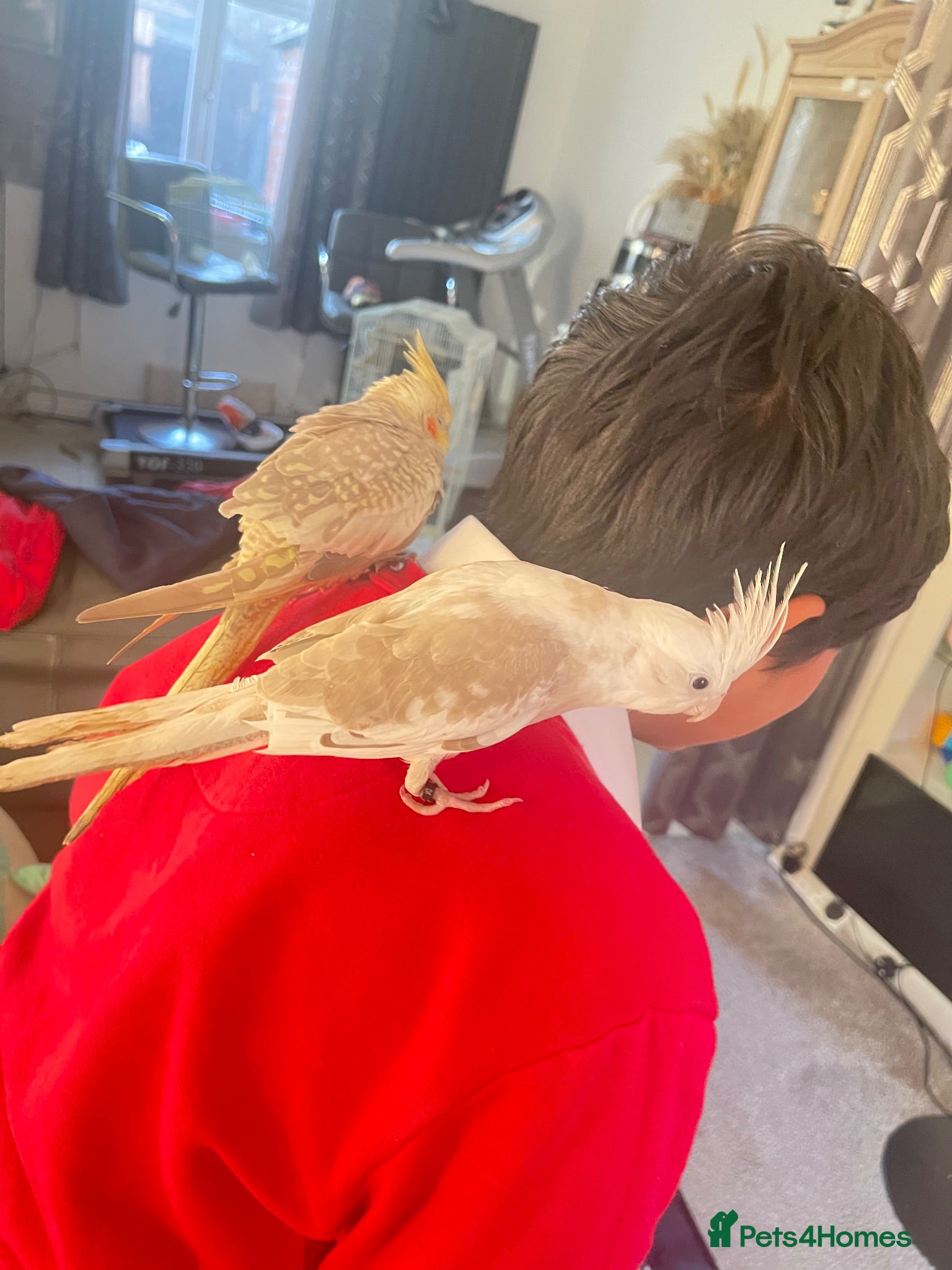 Cockatiels birds Semi Tamed Cockatiels Male and Female For Sale - Advert 2