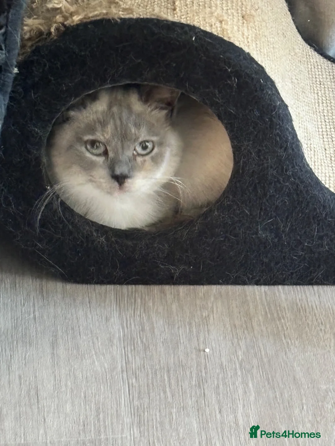 British Shorthair cats for sale: British shorthair colour point  - Advert 2