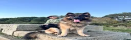German Shepherd dogs for sale: 5 male polish german shepherds in Hartlepool - Advert 16