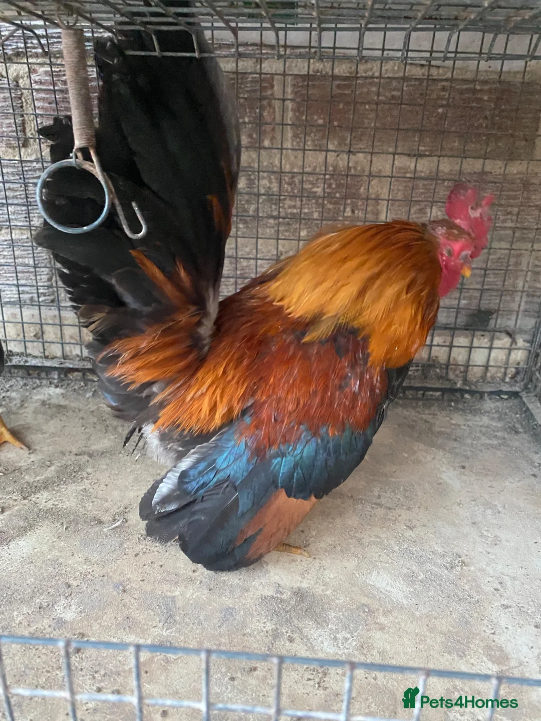 Chickens poultry for sale: Beautiful chicken , eggs , see details for price  - Advert 13