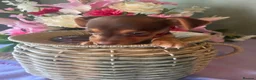 Jack Russell dogs for sale: Wenlock Jack Russells  - Advert 5