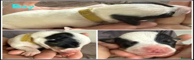 Mixed Breed Yellow Collar