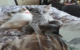 British Shorthair cats for sale: British blue  - Image 3