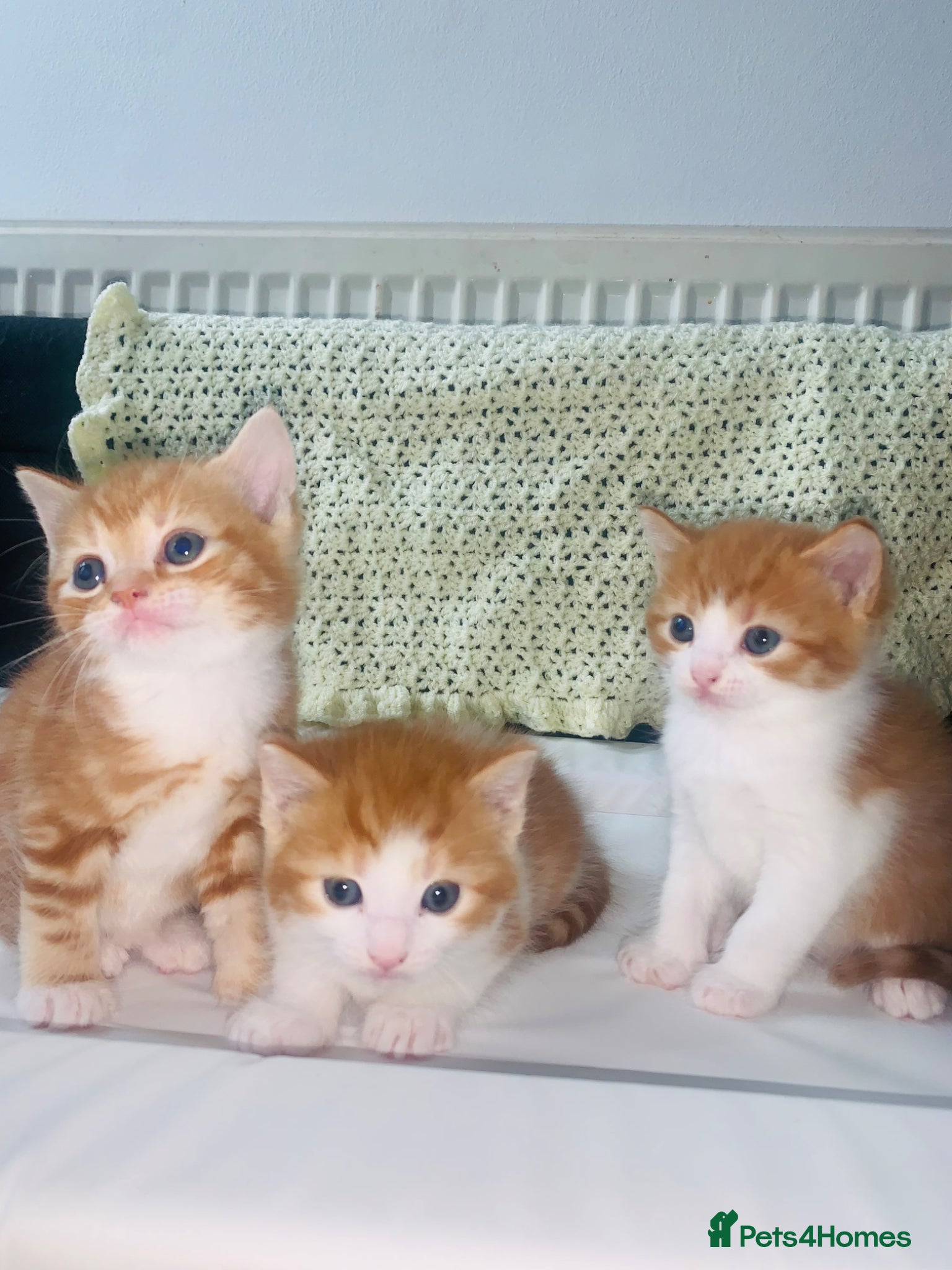 British Shorthair cats 3 British Shortair Males and 1 Longhair Female  - Advert 2