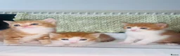 British Shorthair cats for sale: 3 British Shortair Males and 1 Longhair Female  - Advert 1