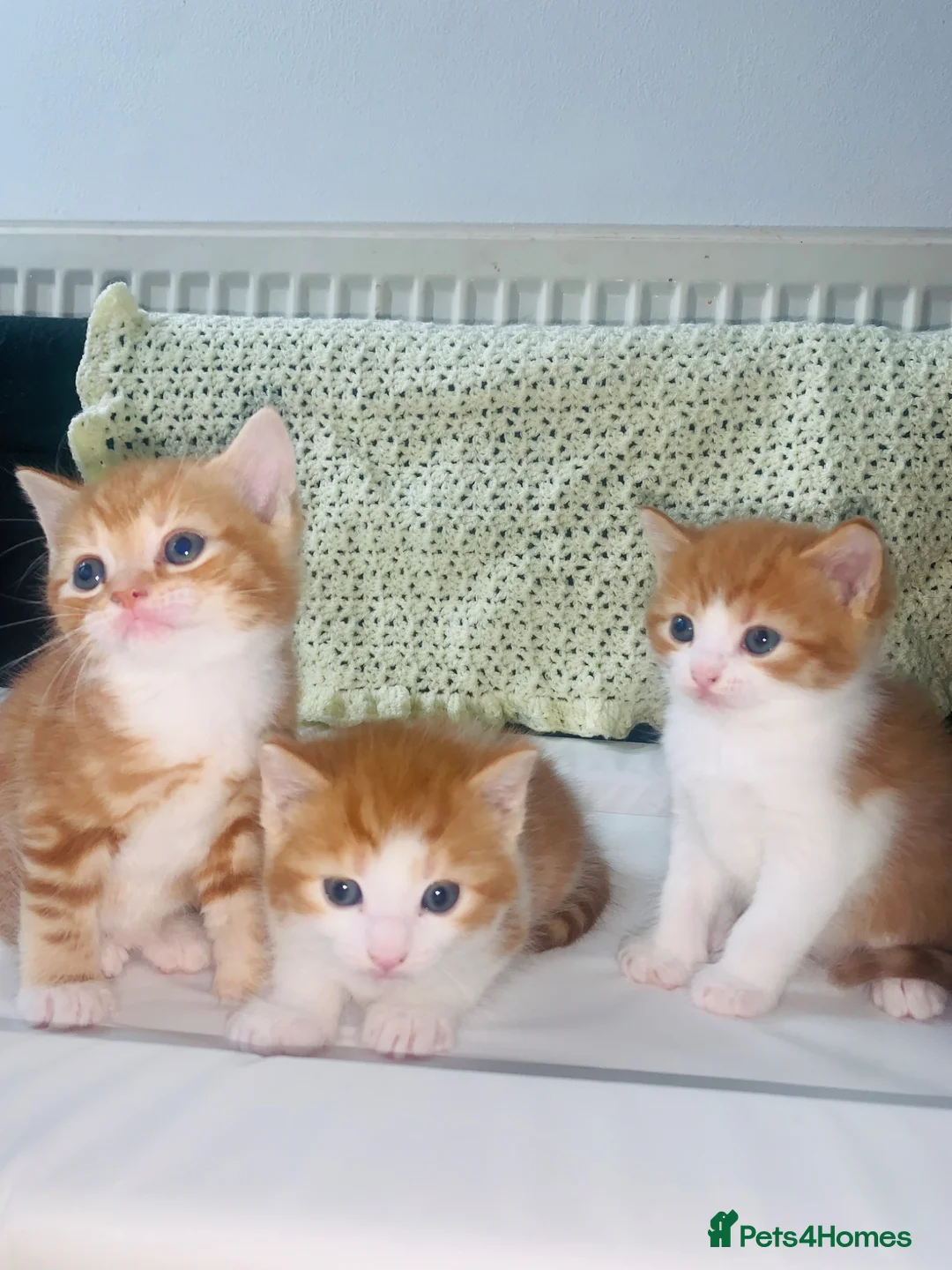 British Shorthair cats for sale: 3 British Shortair Males and 1 Longhair Female  - Advert 1