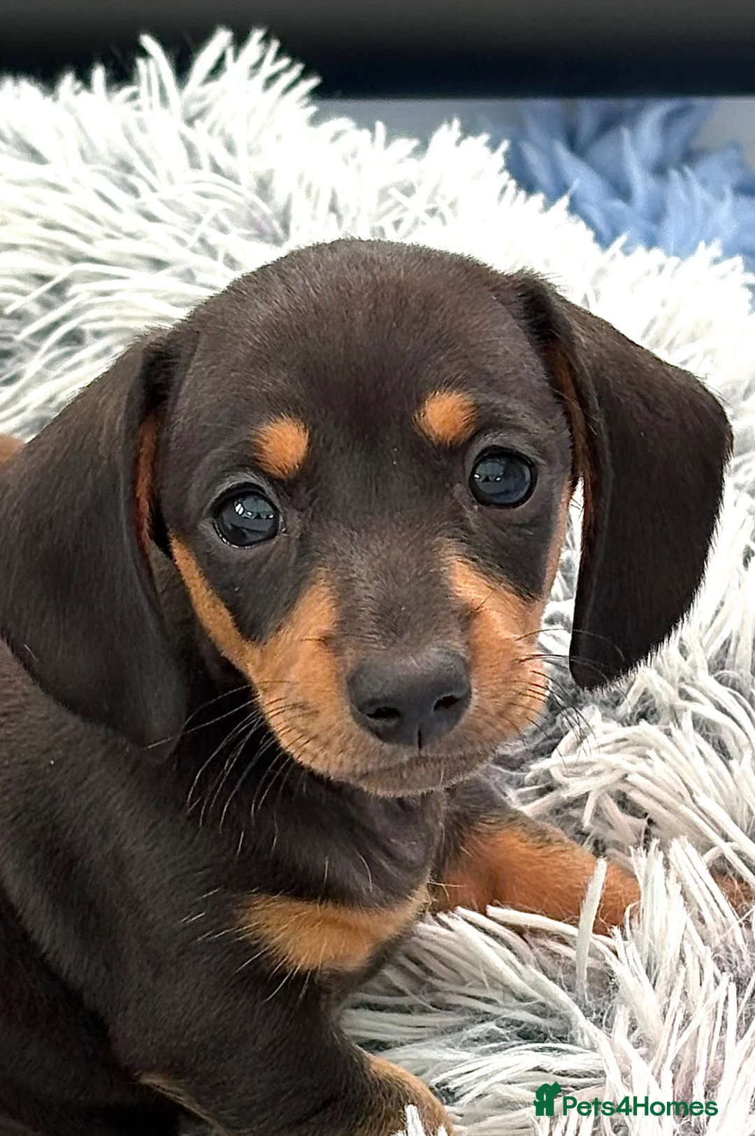 Dachshund dogs for sale: Miniature Smooth Haired Dachshunds  - Advert 2