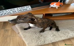 Mixed Breed dogs for sale: Staffordshire bull terrier x pups - Image 4