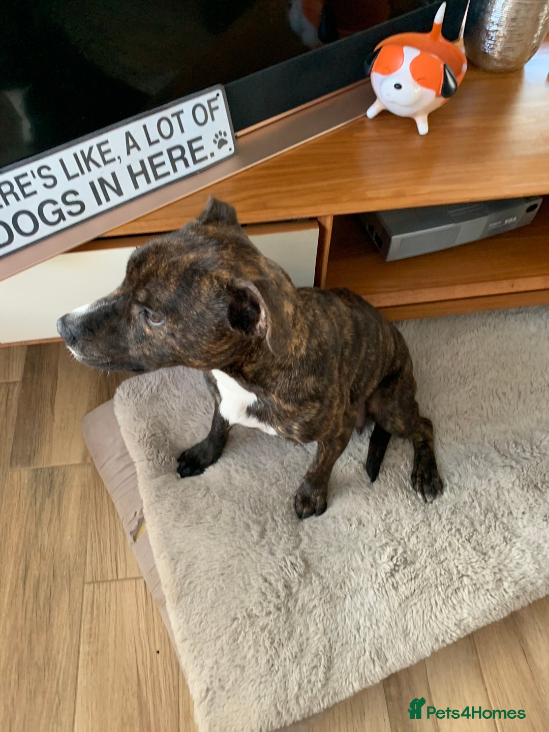 Mixed Breed dogs for sale: Staffordshire bull terrier x pups - Image 4