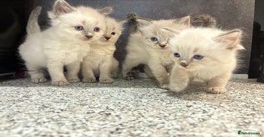 Ragdoll cats - Advert 6