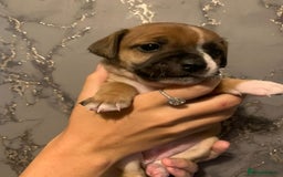 Jug dogs for sale: Beautiful litter of jack russle x jug - Image 11