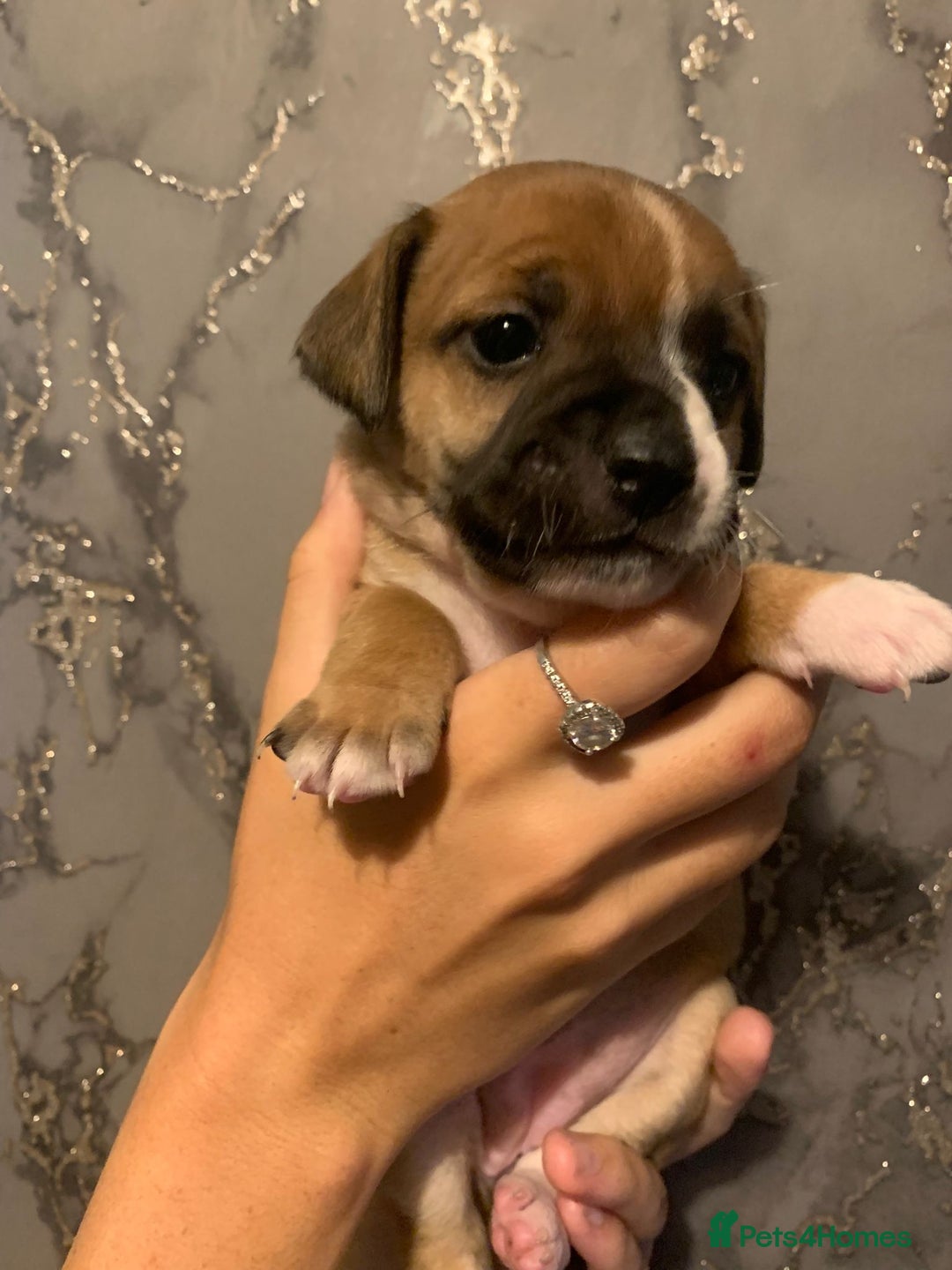 Jug dogs for sale: Beautiful litter of jack russle x jug - Image 11