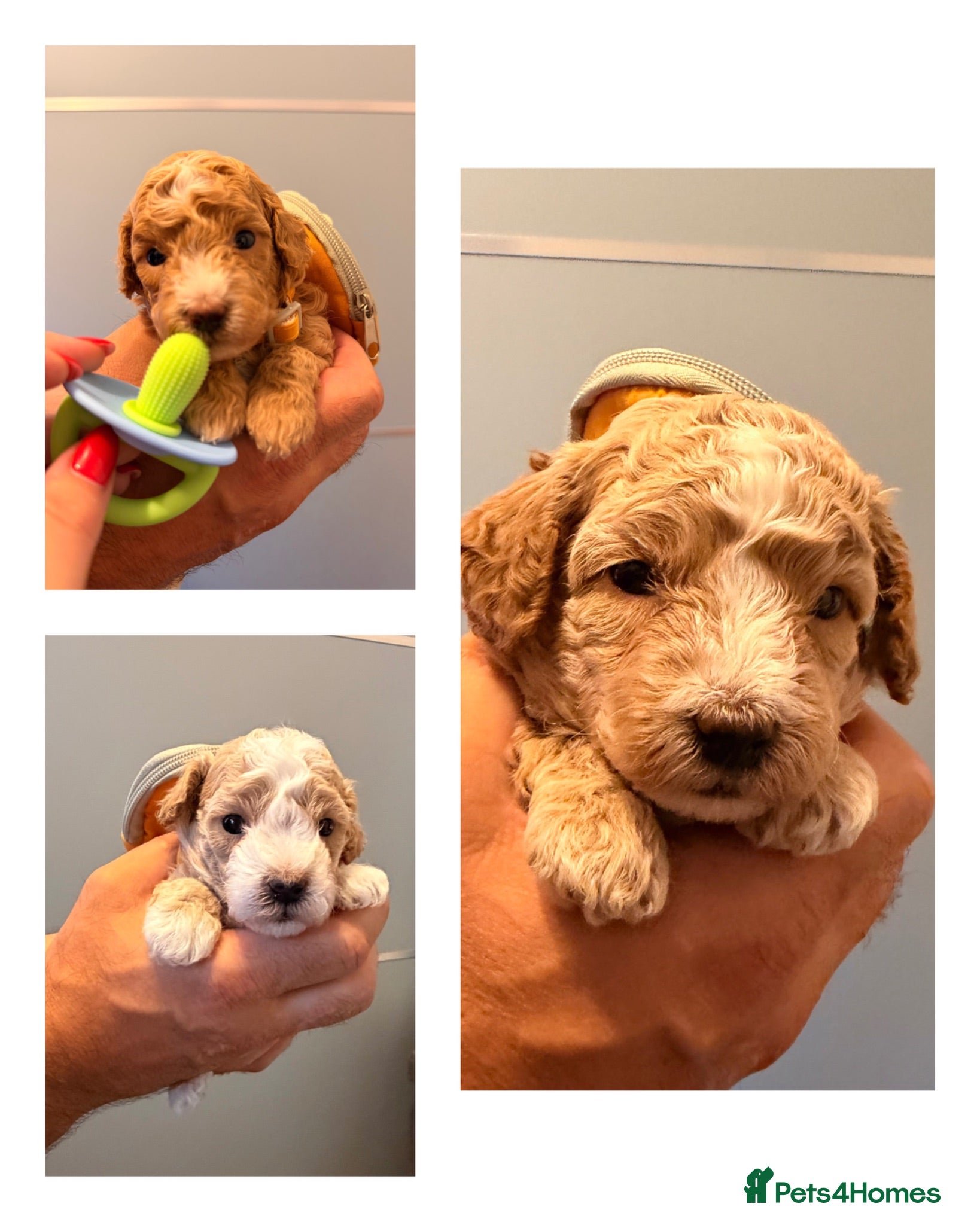 Maltipoo dogs Maltipoo F1B 🐩🐩🐩🐩 - Advert 1