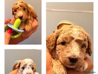 Maltipoo dogs Maltipoo F1B 🐩🐩🐩🐩 - Advert 1