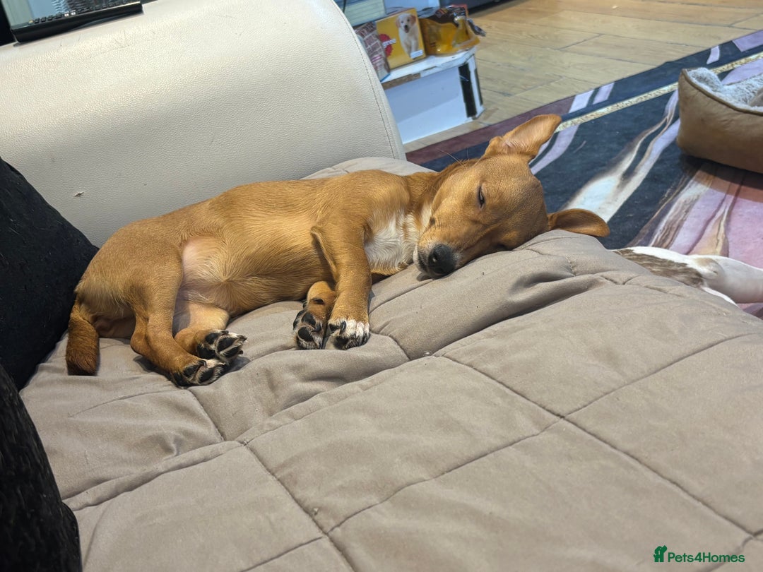 Mixed Breed dogs for sale: Jack Russell x dachshund  - Advert 2