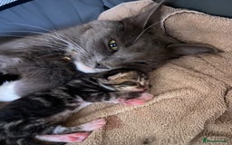 Maine Coon cats for sale: Main coon X  - Image 12