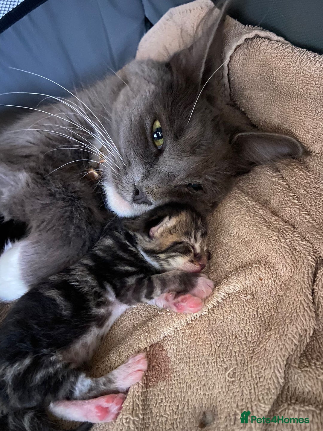 Maine Coon cats for sale: Main coon X  - Image 12