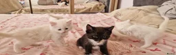 Mixed Breed cats for sale: Fluffy gorgeous soft fur kittens looking for 🏡  in Ipswich - Advert 6