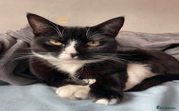 Mixed Breed cats for sale: Otis male cat - Image 1
