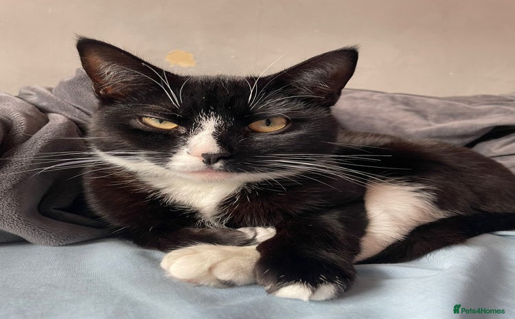 Mixed Breed cats - Advert 2