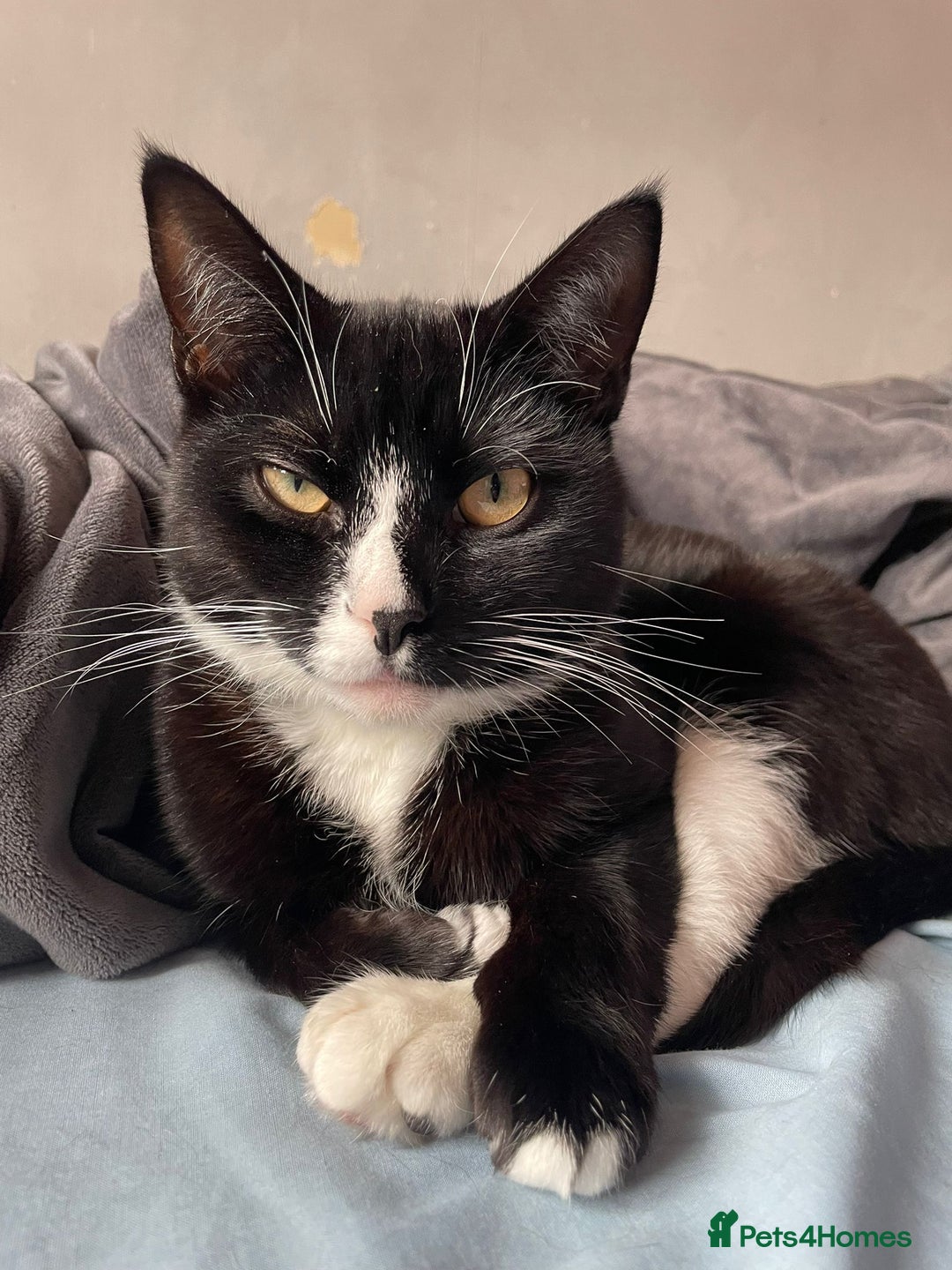 Mixed Breed cats for sale: Otis male cat - Image 1