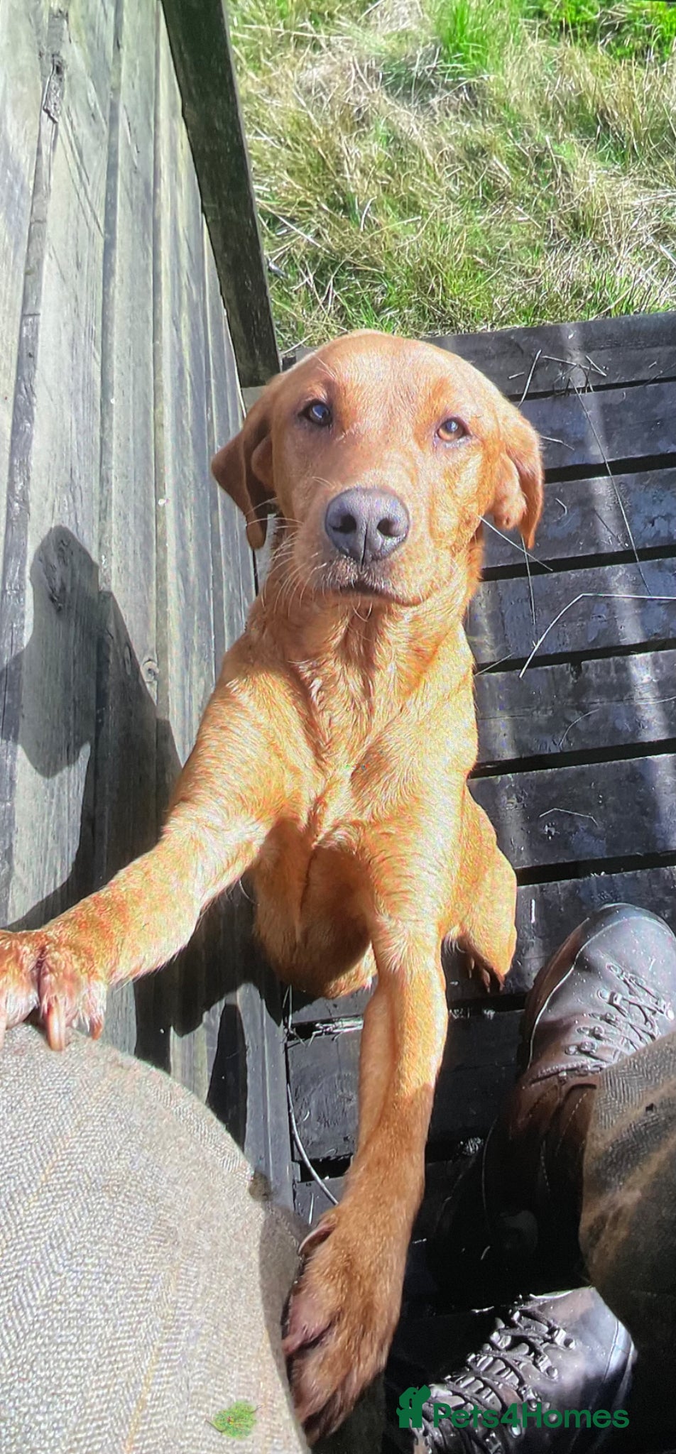 Labrador Retriever dogs KC registered Labrador pups for sale - Advert 5
