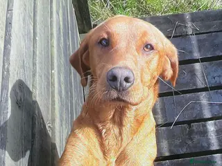 Labrador Retriever dogs KC registered Labrador pups for sale - Advert 15
