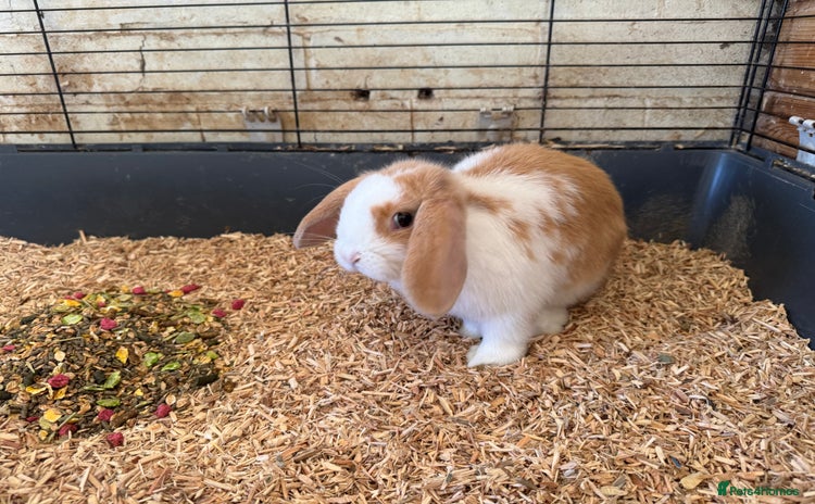 Mini Lop rabbits - Advert 9