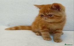 Exotic cats for sale: CHUBBY KITTENS - Image 3
