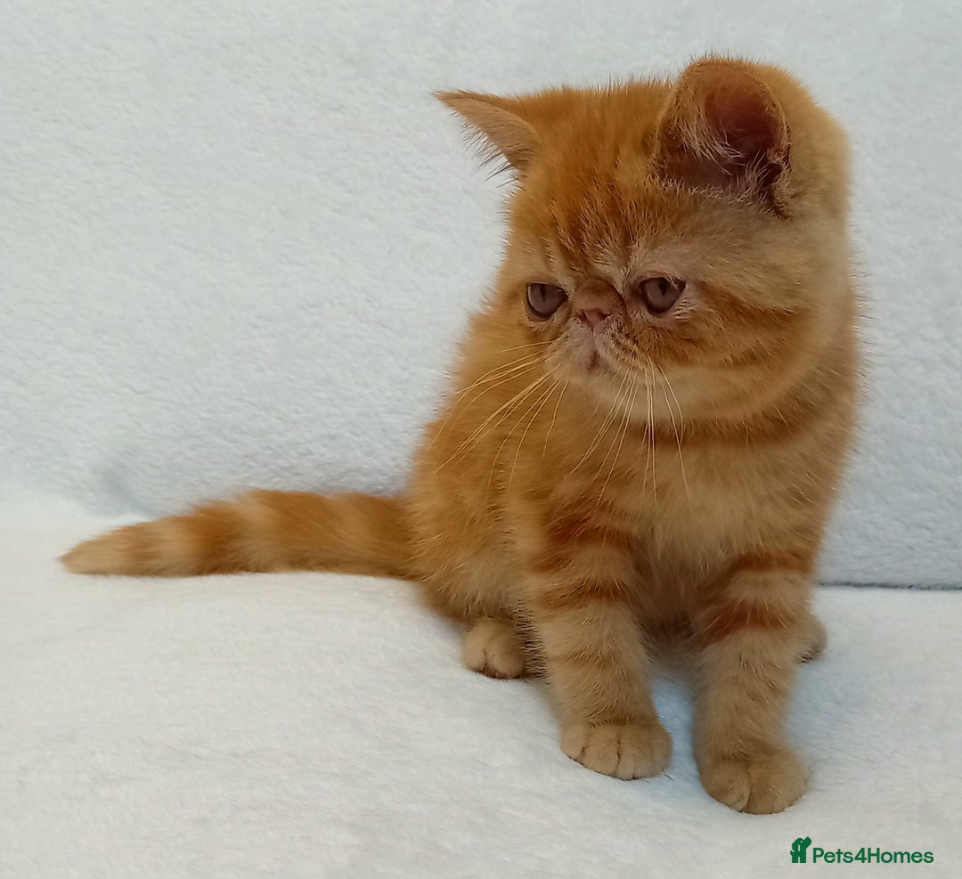 Exotic cats for sale: CHUBBY KITTENS - Image 3