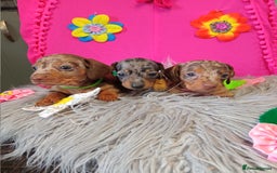 Miniature Dachshund dogs for sale: 3 MINIATURE DUSCHUND PUPPIES  - Image 13