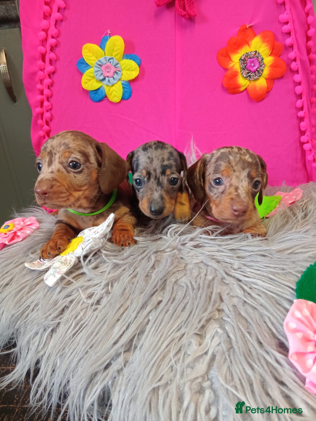 Miniature Dachshund dogs for sale: 3 MINIATURE DUSCHUND PUPPIES  - Image 13