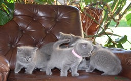 British Shorthair cats for sale: BSH Blue kittens, 3xgirls 3xboys - Image 12