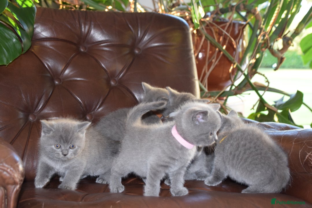 British Shorthair cats for sale: BSH Blue kittens, 3xgirls 3xboys - Image 12