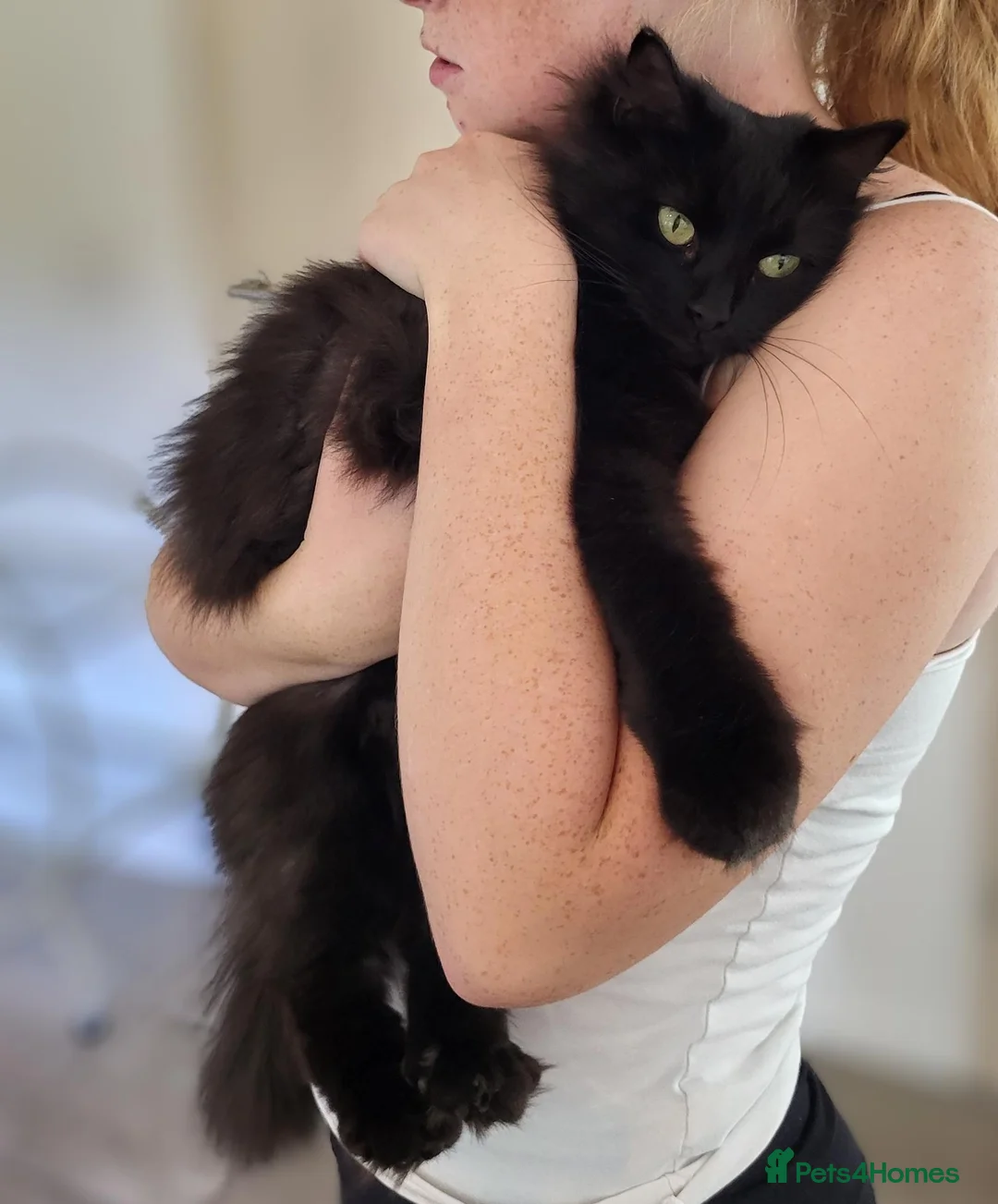 Mixed Breed cats for sale: Gorgeous fluffy black Queen! - Advert 2