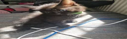 Mixed Breed cats for sale: 4 kittens black and black / white - Advert 11