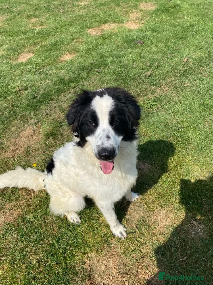 Mixed Breed dogs ACE   - Advert 17