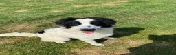Mixed Breed dogs for adoption: ACE  - NOW RESERVED - Advert 1
