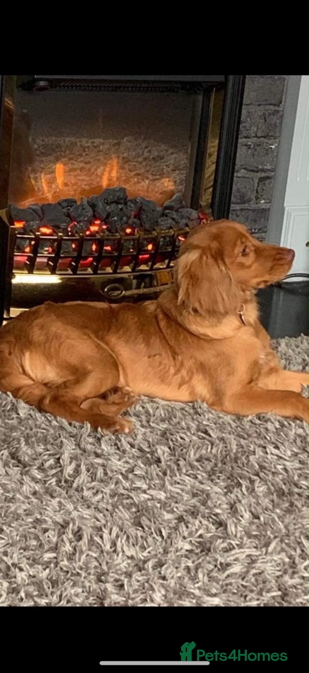 Cockapoo dogs for sale: Gorgeous Cockapoo - Advert 2