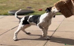 Mixed Breed dogs for sale: Foxhound/Lurcher Female Puppy - Image 3