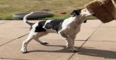 Mixed Breed dogs - Advert 9