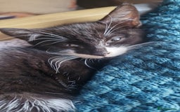 Mixed Breed cats for sale: Lovely mixed breed kittens  - Image 6