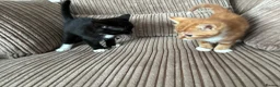 Mixed Breed cats for sale: Gorgeous kittens (girls) Brighton - Advert 1