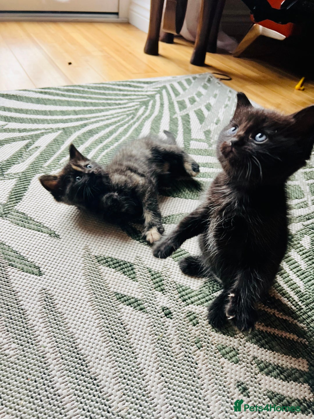 Ragdoll cats for sale: Beautiful coat Mink Ragdoll X British Short hair - Image 6