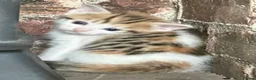 Mixed Breed cats for sale: Tabitha has had a joyful litter of 7 beauties! - Advert 2
