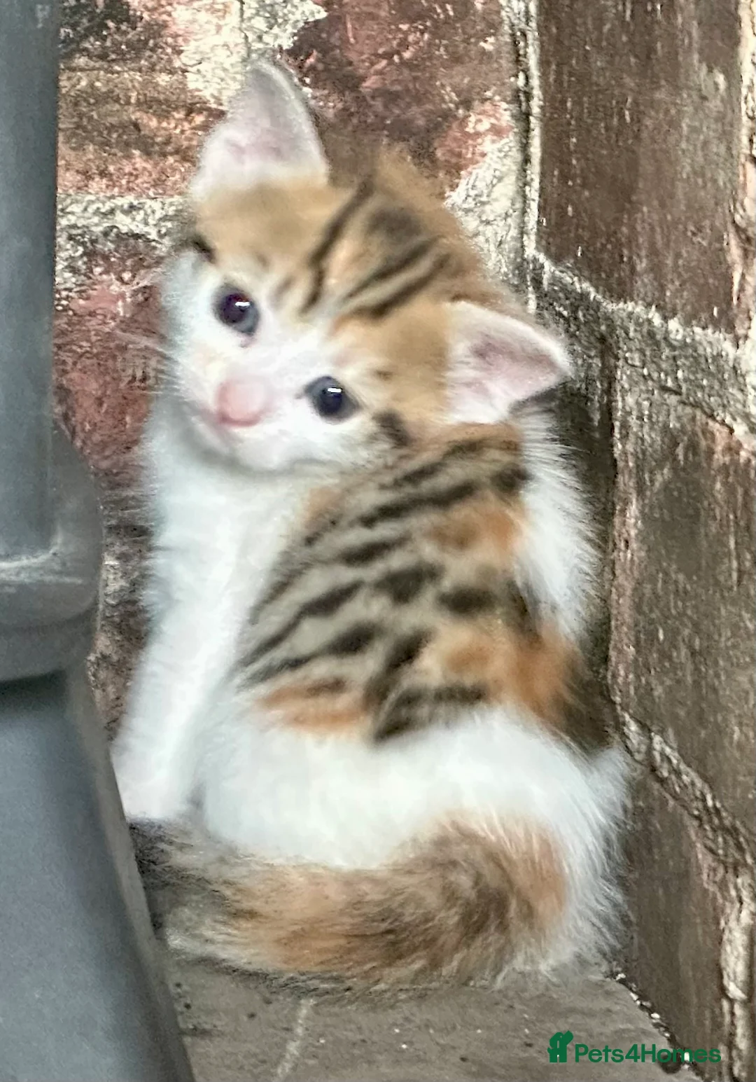 Mixed Breed cats for sale: Tabitha has had a joyful litter of 7 beauties! - Advert 2