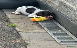 Cocker Spaniel dogs for sale: Kc registered cocker spaniels - Image 16