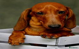 Miniature Dachshund dogs for adoption: Archie: The Puppy Who Survived a Breeder’s Hell - Image 5