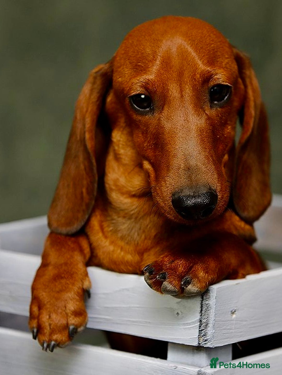 Miniature Dachshund dogs for adoption: Archie: The Puppy Who Survived a Breeder’s Hell - Image 5